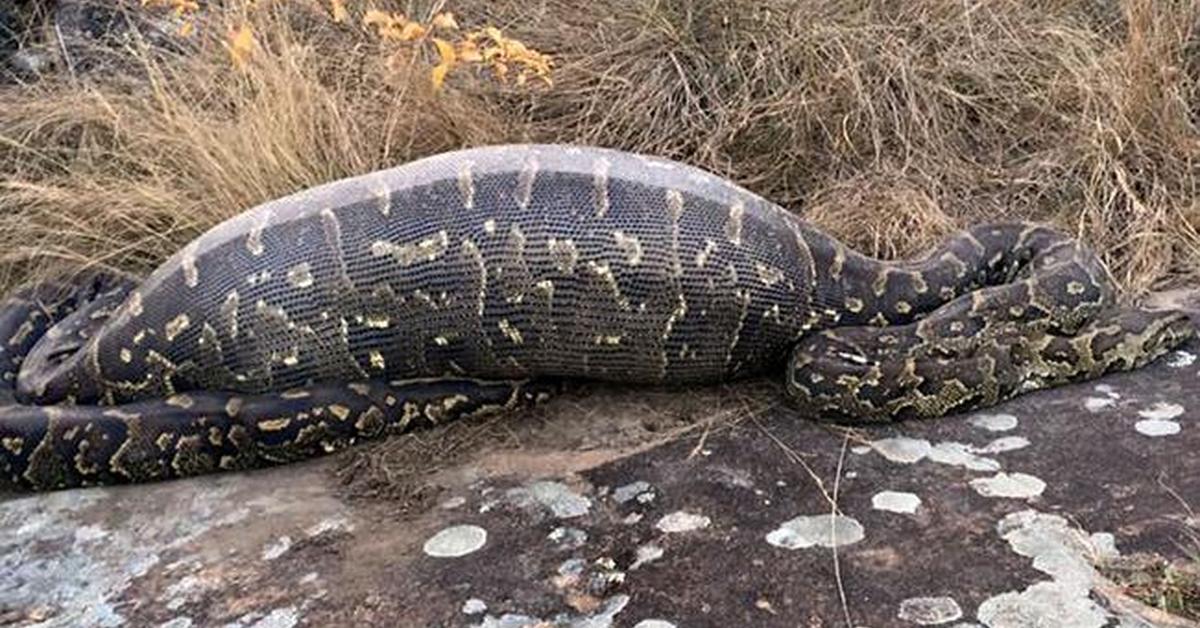 Distinctive Rock Python, in Indonesia known as Piton Batu, captured in this image.