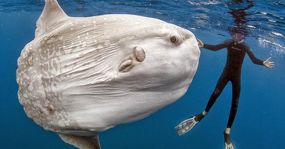 The elegant Redear Sunfish (Lepomis microlophus), a marvel of nature.