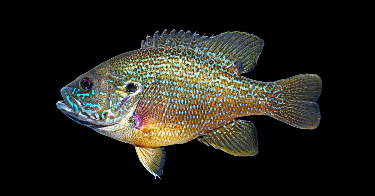 Captured elegance of the Redear Sunfish, known in Indonesia as Ikan Matahari Redear.