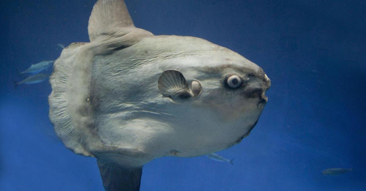 Natural elegance of the Redear Sunfish, scientifically termed Lepomis microlophus.