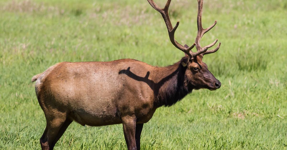 Visual representation of the Roosevelt Elk, recognized in Indonesia as Rusa Roosevelt.