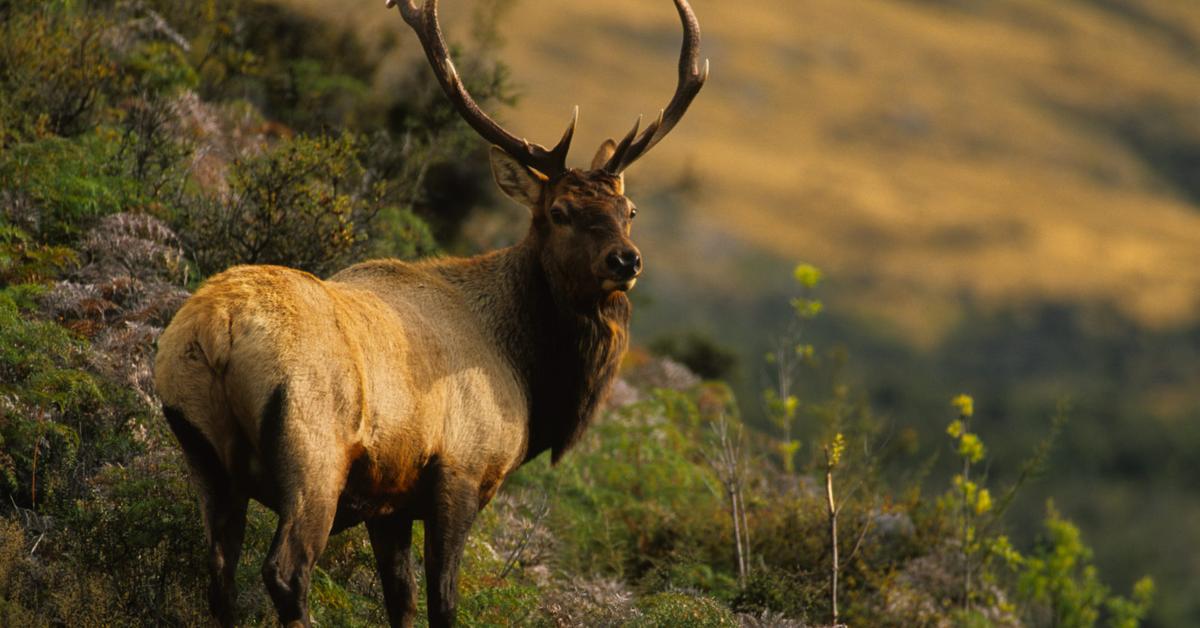 Visual of Roosevelt Elk, or Rusa Roosevelt in Indonesian, showcasing its beauty.