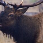 Engaging shot of the Roosevelt Elk, recognized in Indonesia as Rusa Roosevelt.