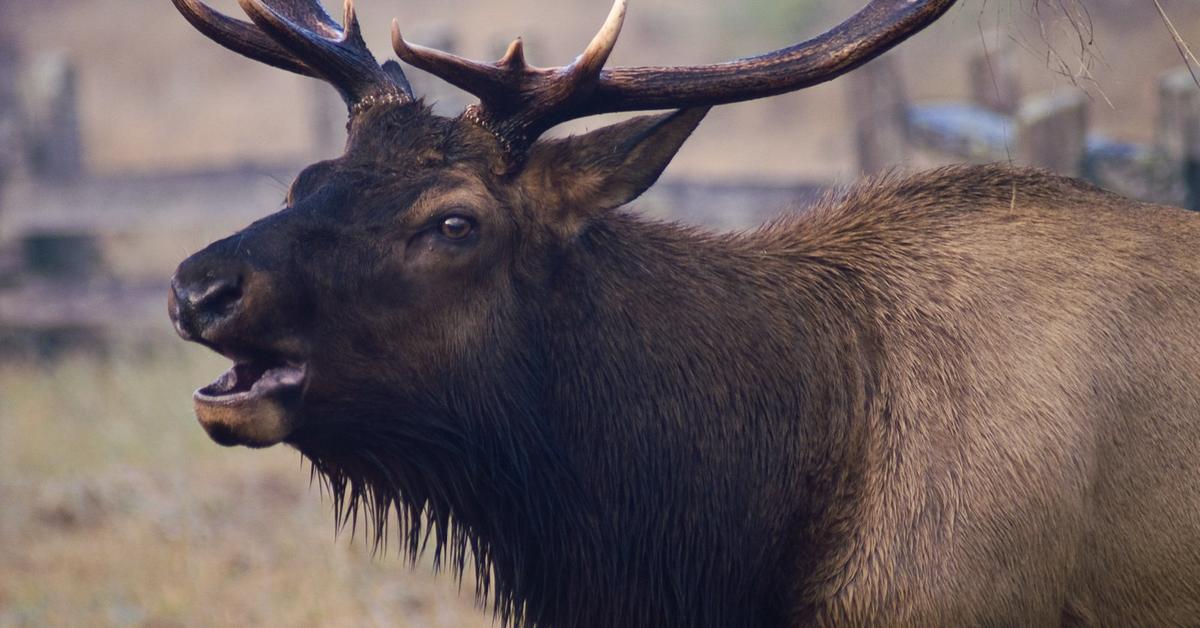 The Roosevelt Elk, a species known as Cervus canadensis roosevelti, in its natural splendor.