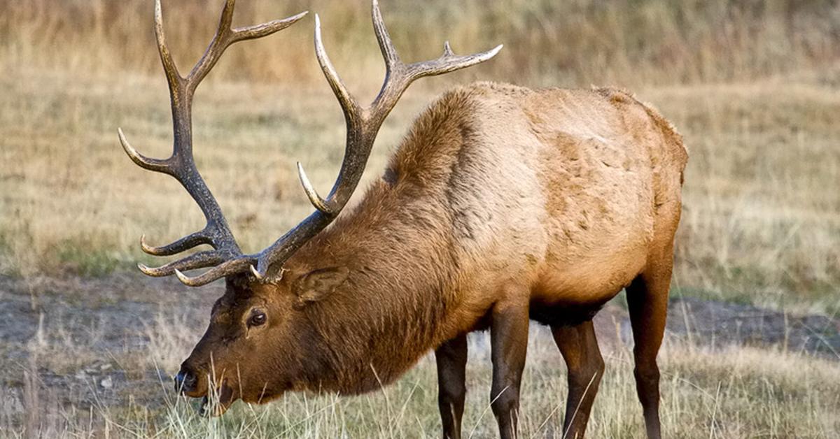 The majestic Roosevelt Elk, also called Rusa Roosevelt in Indonesia, in its glory.