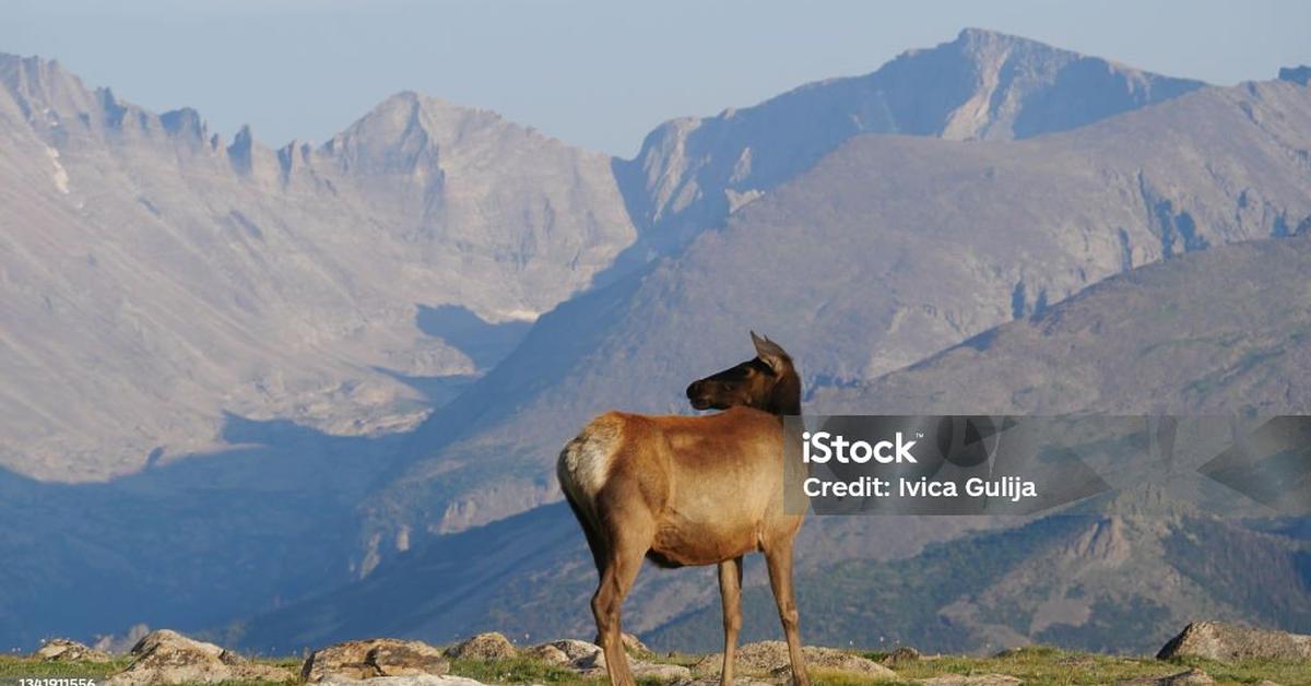 Captivating presence of the Roosevelt Elk, a species called Cervus canadensis roosevelti.