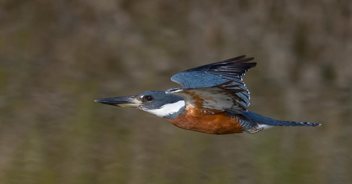 Picture of Ringed Kingfisher, known in Indonesia as Burung Pencari Ikan Berlingkar.