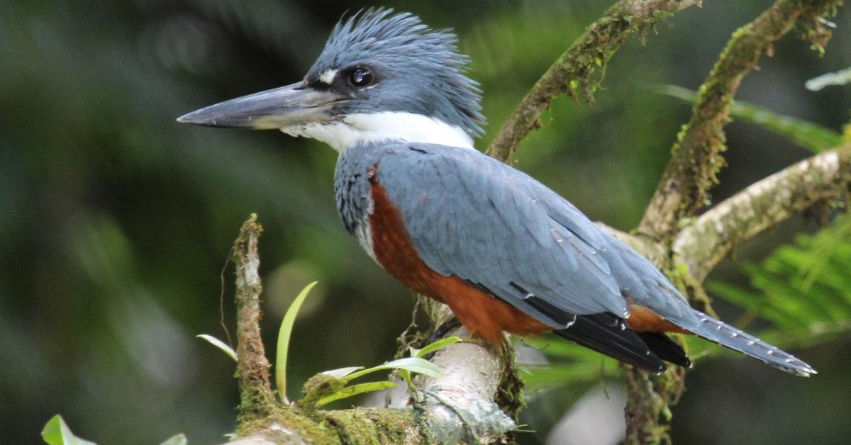 A beautiful representation of the Ringed Kingfisher, scientifically Megaceryle torquata.