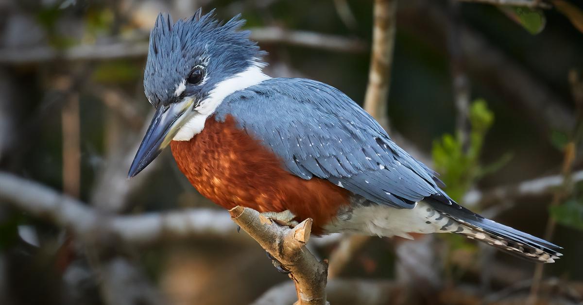 Captured elegance of the Ringed Kingfisher, known in Indonesia as Burung Pencari Ikan Berlingkar.