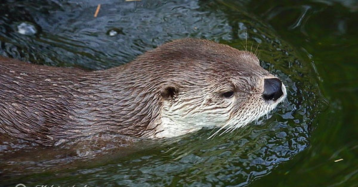 Photogenic River Otter, scientifically referred to as Lontra canadensis.