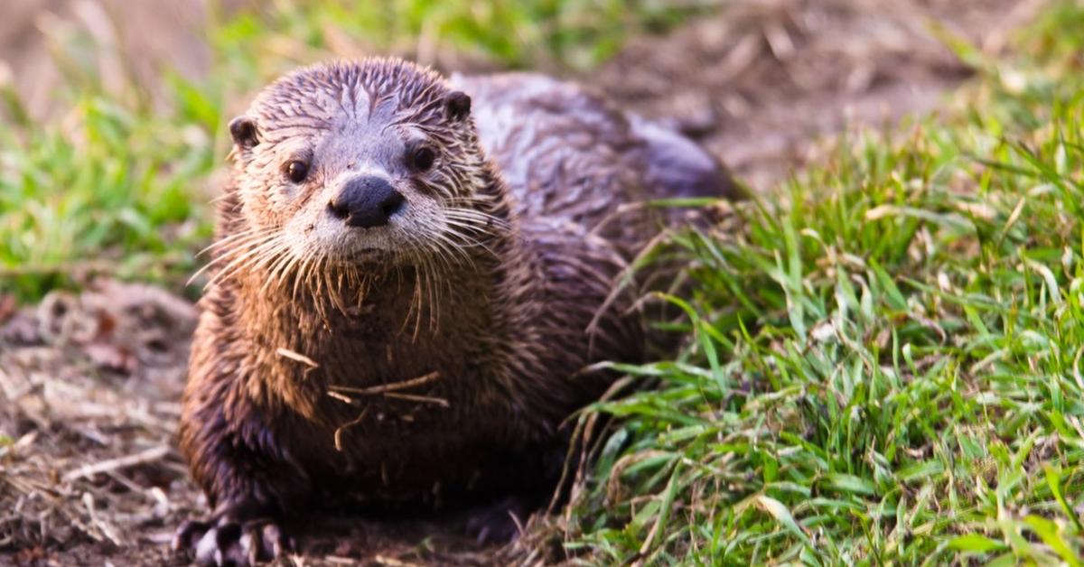 Visual representation of the River Otter, recognized in Indonesia as Berang-Berang Sungai.