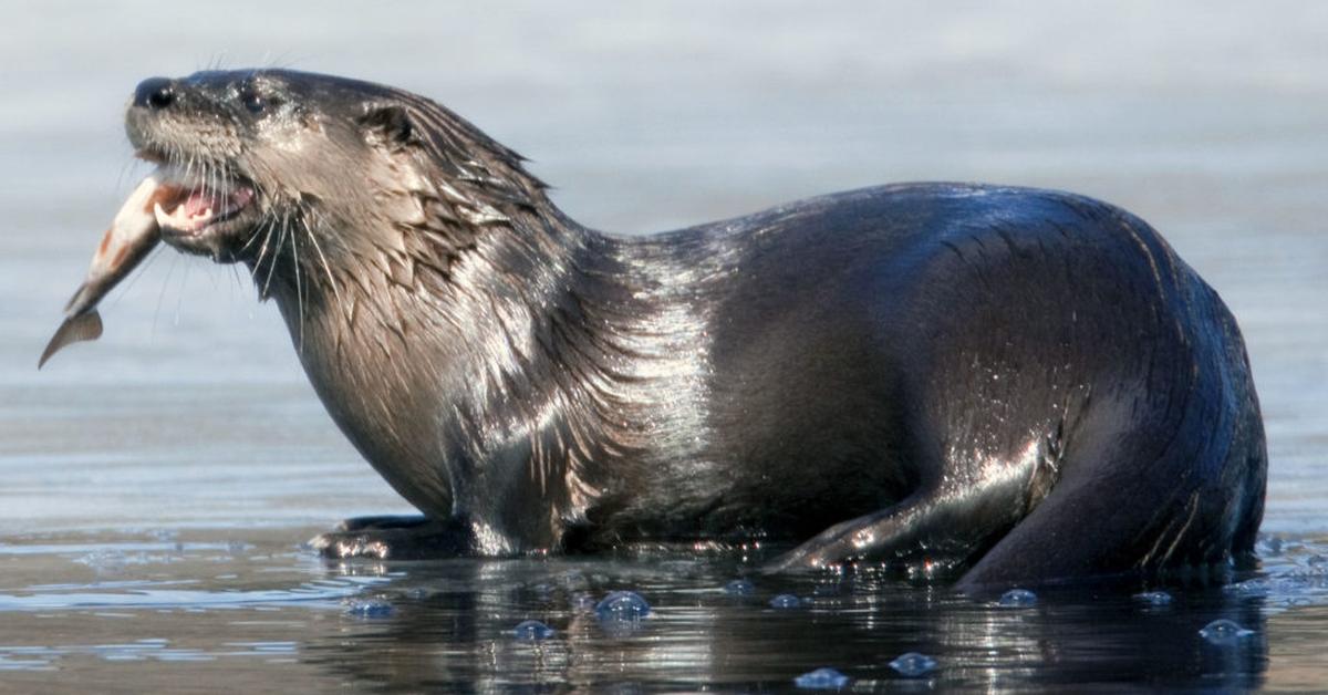 Visual representation of the River Otter, recognized in Indonesia as Berang-Berang Sungai.