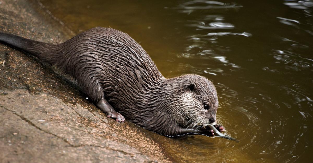 Iconic view of the River Otter, or Lontra canadensis, in its habitat.