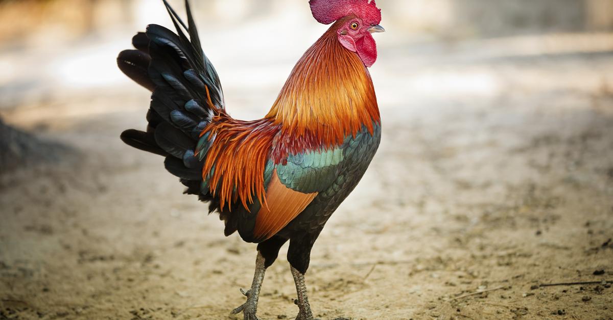 The Rooster, an example of Gallus domesticus, in its natural environment.