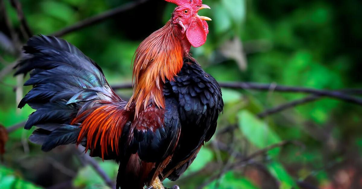 The majestic Rooster, also called Ayam Jantan in Indonesia, in its glory.