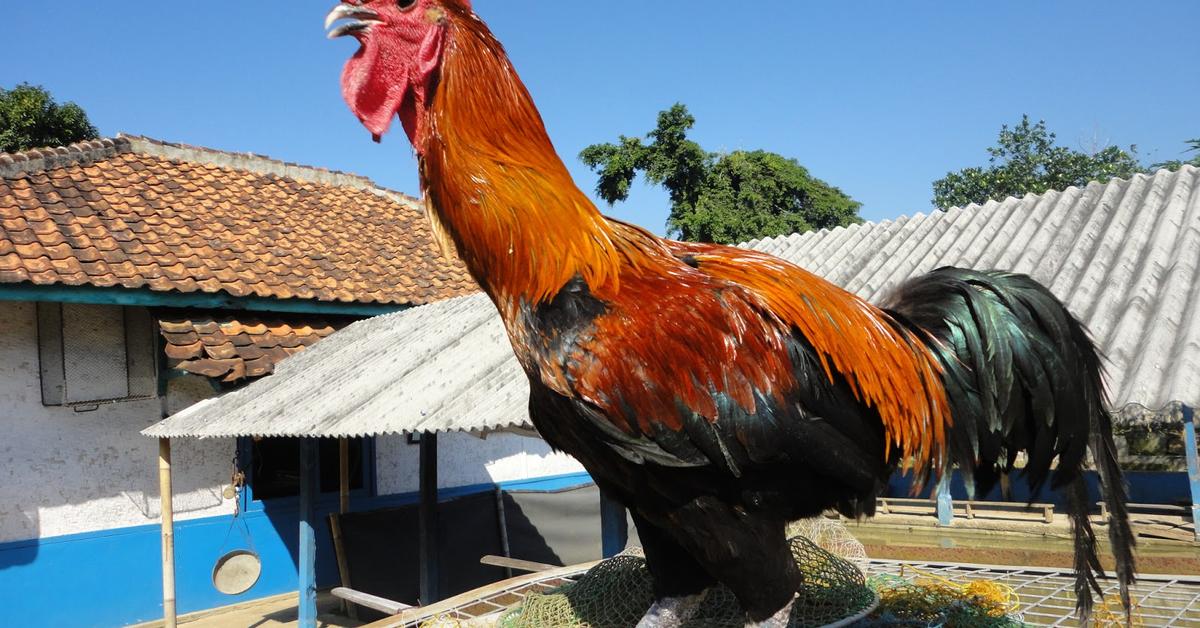 Exquisite image of Rooster, in Indonesia known as Ayam Jantan.