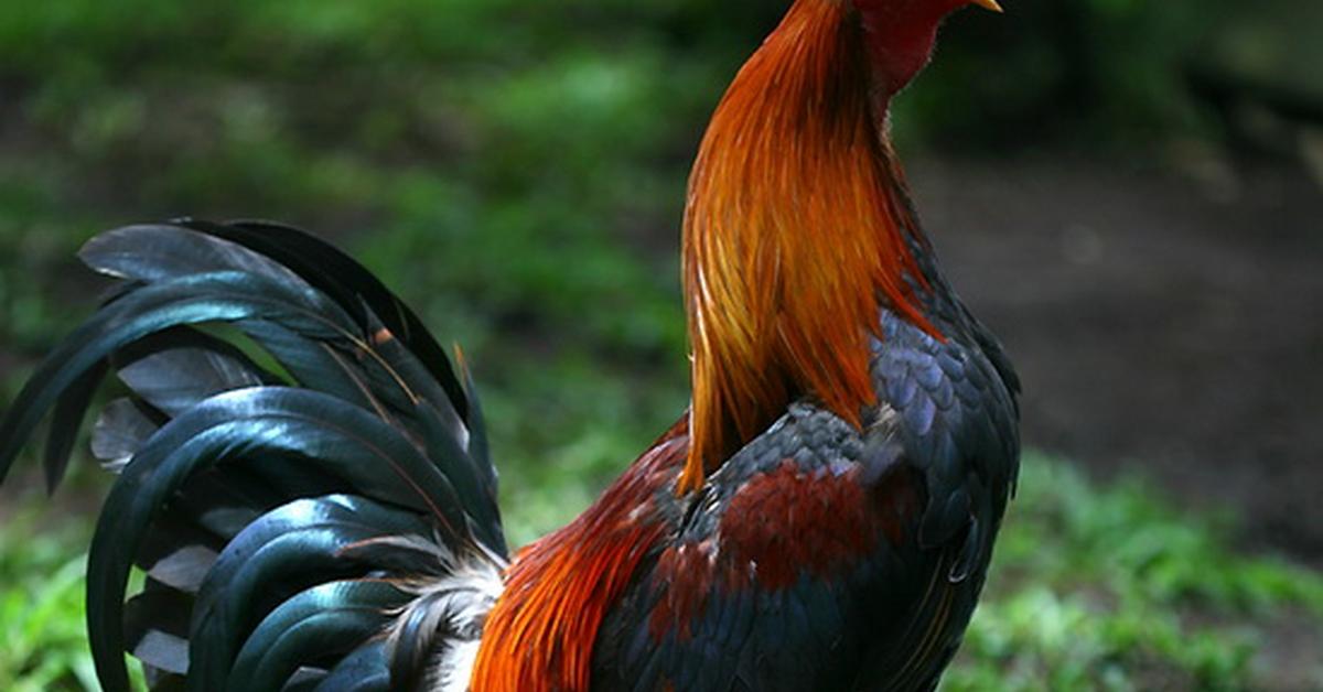 Vivid image of the Rooster, or Ayam Jantan in Indonesian context.