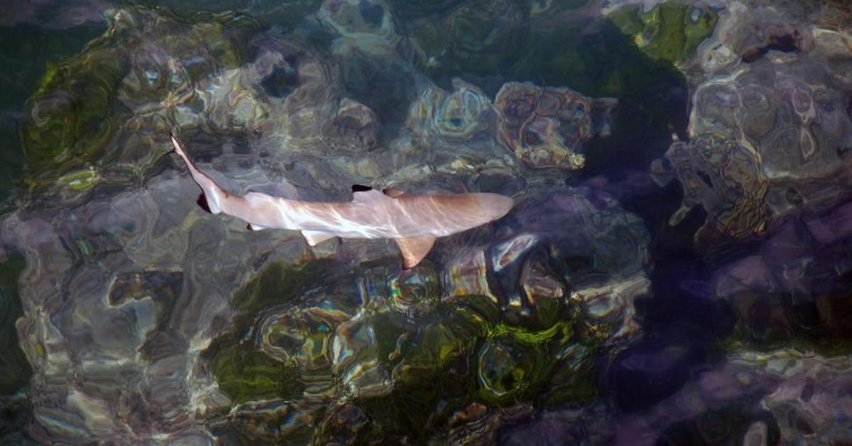 Elegant Reef Shark in its natural habitat, called Hiu Karang in Indonesia.