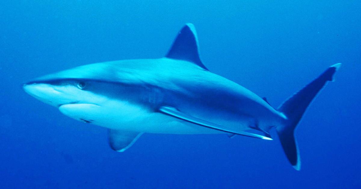 The Reef Shark, a beautiful species also known as Hiu Karang in Bahasa Indonesia.