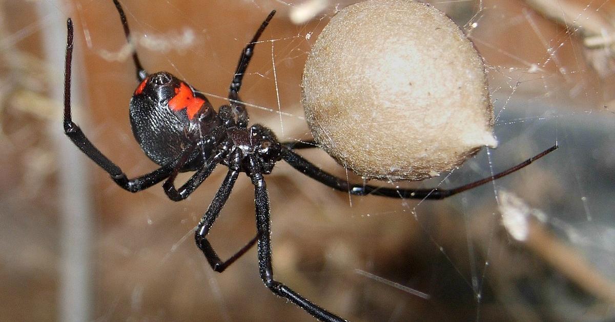 Distinctive Redback Spider, in Indonesia known as Laba-laba Merah Belakang, captured in this image.