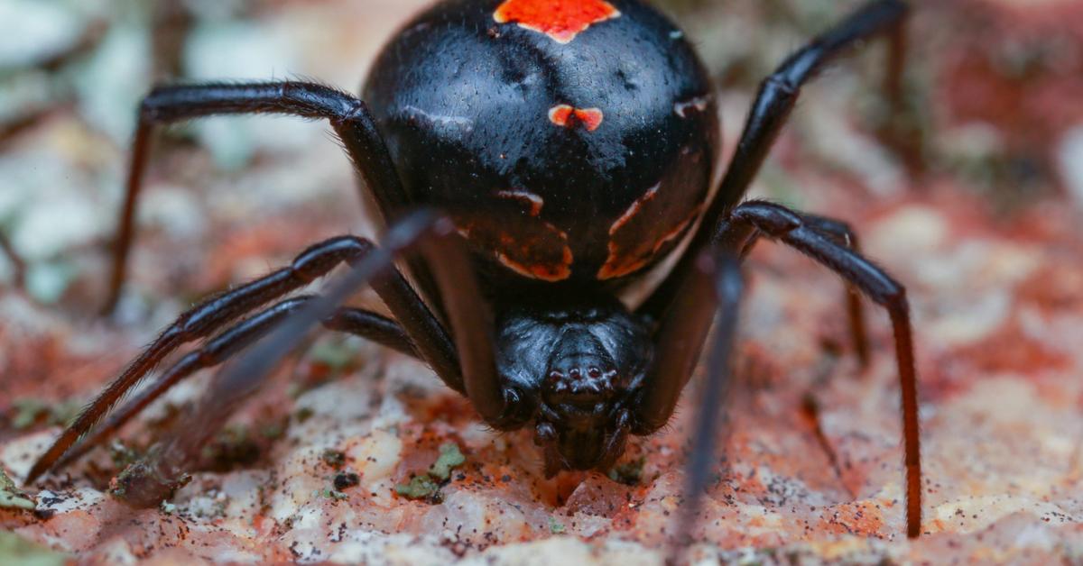 Enchanting Redback Spider, a species scientifically known as Latrodectus hasselti.