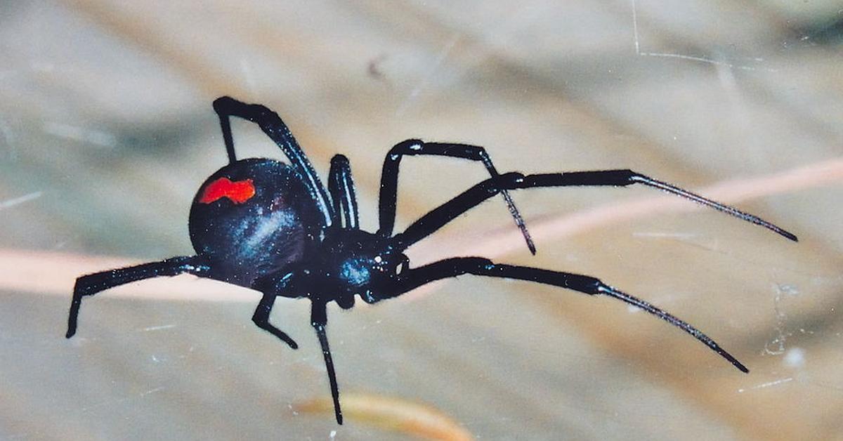 The Redback Spider in its natural beauty, locally called Laba-laba Merah Belakang.