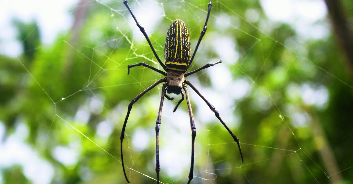 Captivating shot of the Redback Spider, or Laba-laba Merah Belakang in Bahasa Indonesia.