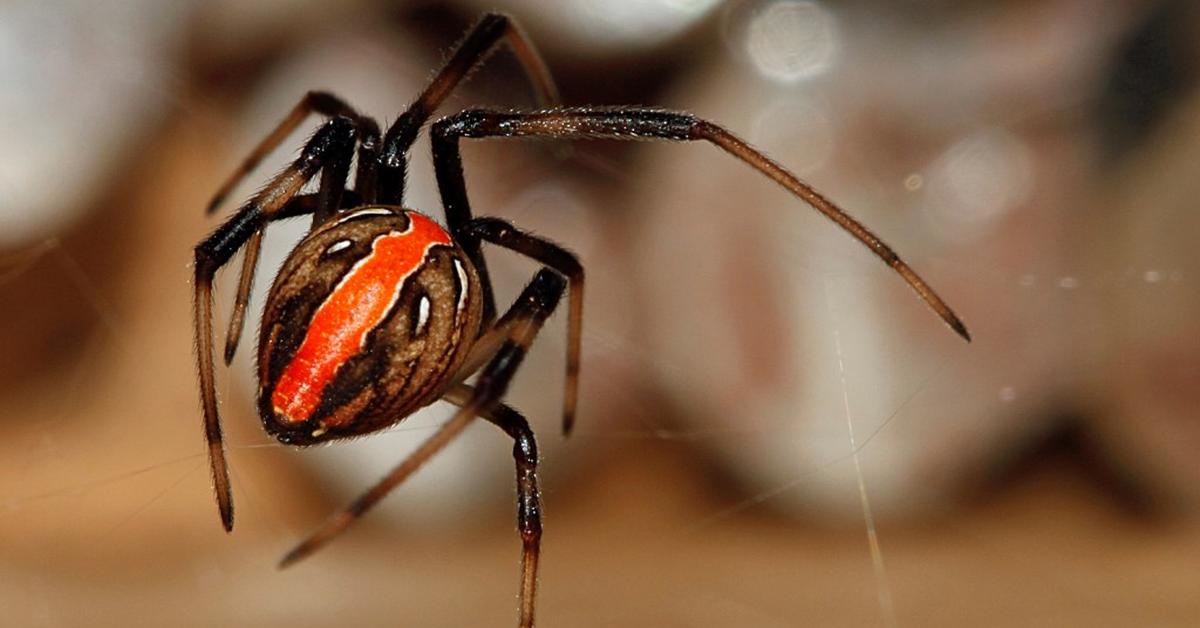 The elegant Redback Spider (Latrodectus hasselti), a marvel of nature.