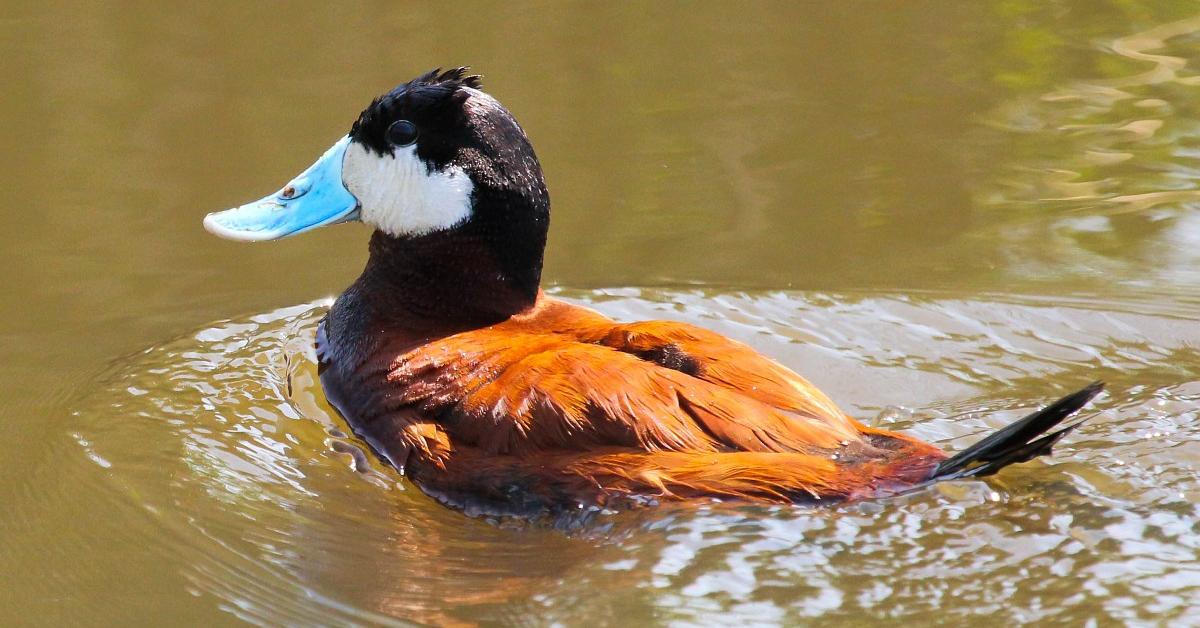 Detailed shot of the Ruddy Duck, or Oxyura jamaicensis, in its natural setting.