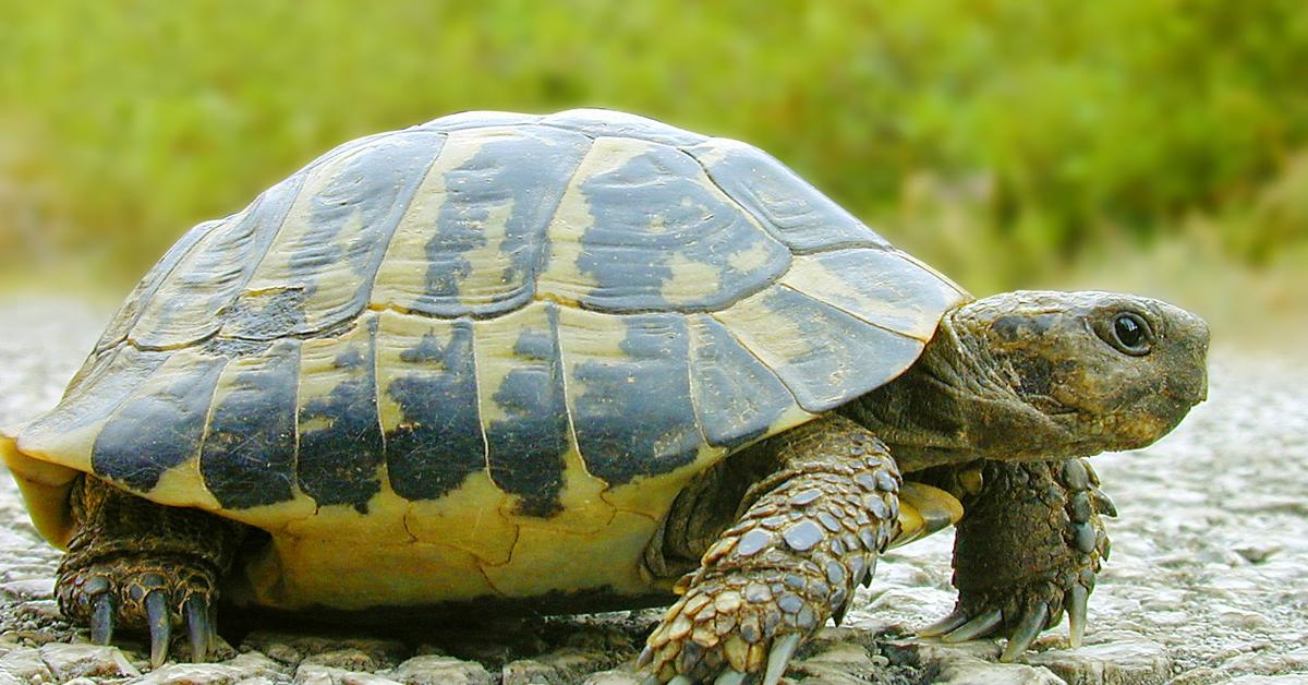 Dynamic image of the Russian Tortoise, popularly known in Indonesia as Kura-kura Rusia.