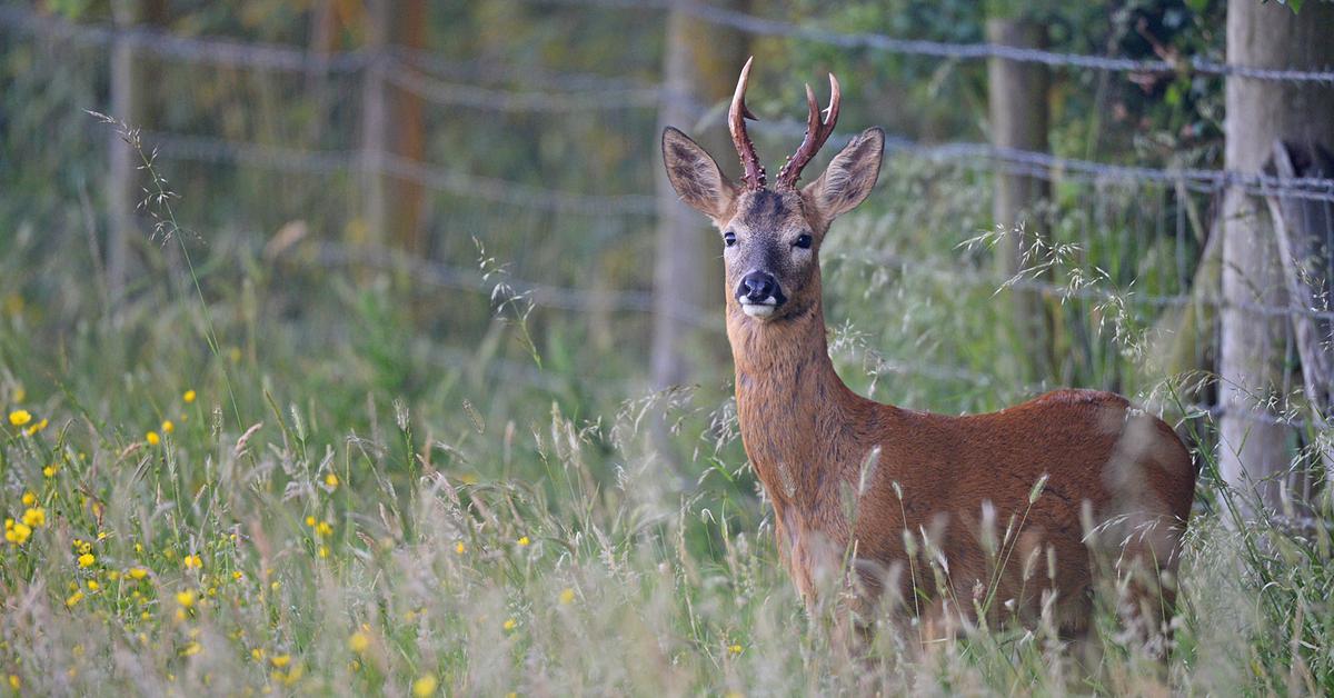 Portrait of a Roe Deer, a creature known scientifically as Capreolus capreolus.