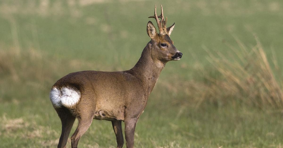 Striking appearance of the Roe Deer, known in scientific circles as Capreolus capreolus.