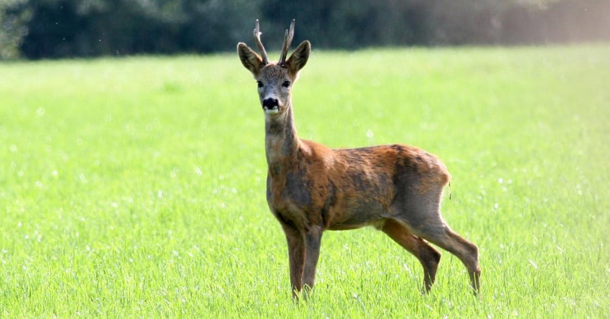 Graceful Roe Deer, a creature with the scientific name Capreolus capreolus.