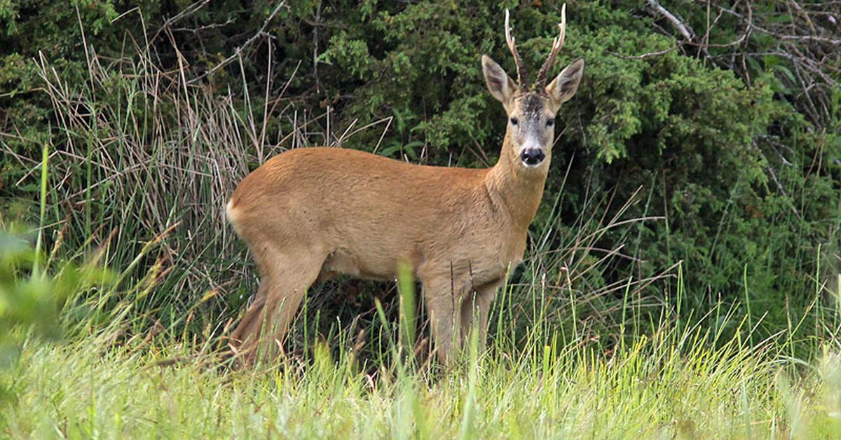 Close encounter with the Roe Deer, scientifically called Capreolus capreolus.