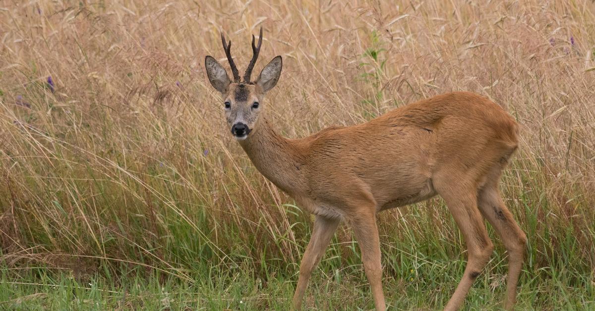 Visual of Roe Deer, or Rusa Betina in Indonesian, showcasing its beauty.