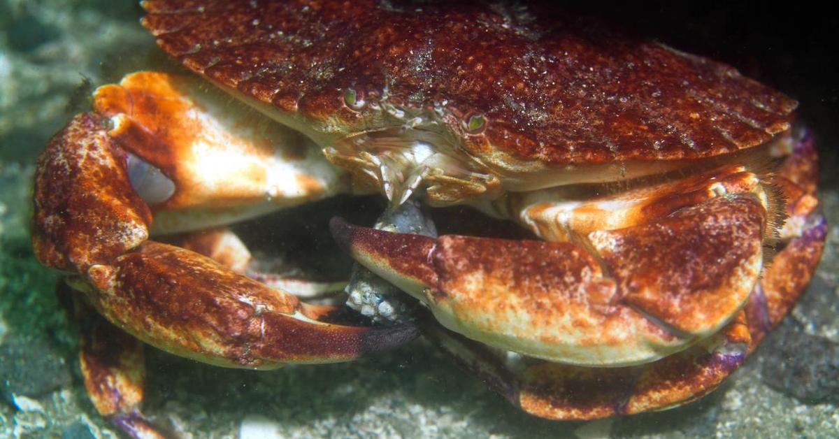 The majestic Rock Crab, also called Kepiting Batu in Indonesia, in its glory.