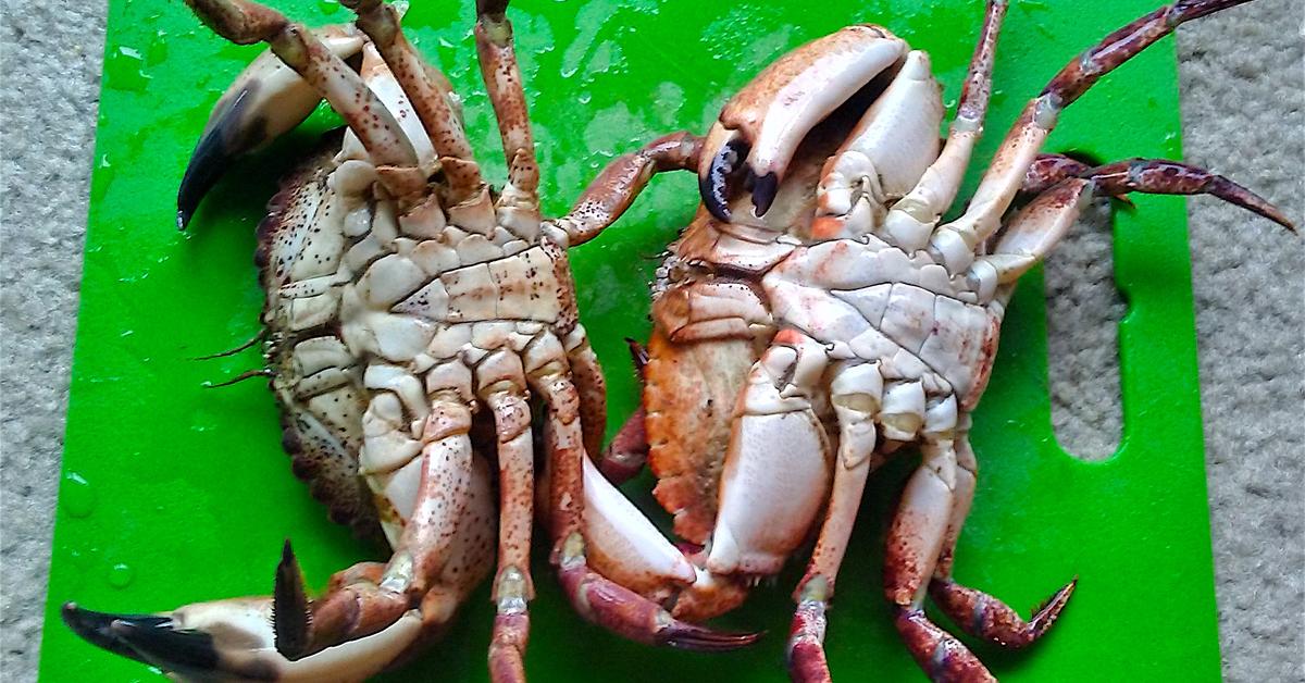 Splendid image of the Rock Crab, with the scientific name Cancer productus.