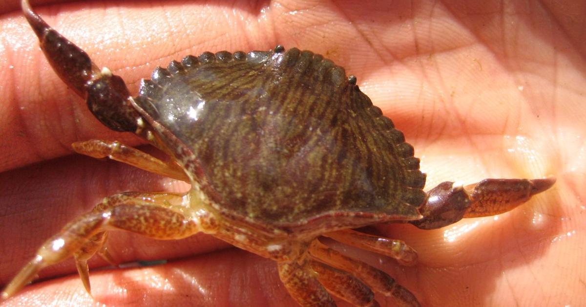 Visual representation of the Rock Crab, recognized in Indonesia as Kepiting Batu.