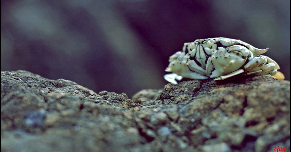 Insightful look at the Rock Crab, known to Indonesians as Kepiting Batu.