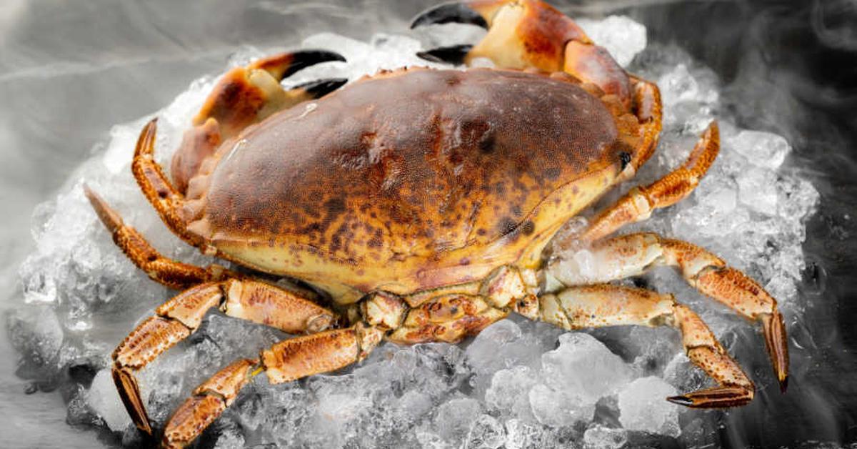 Photogenic Rock Crab, scientifically referred to as Cancer productus.