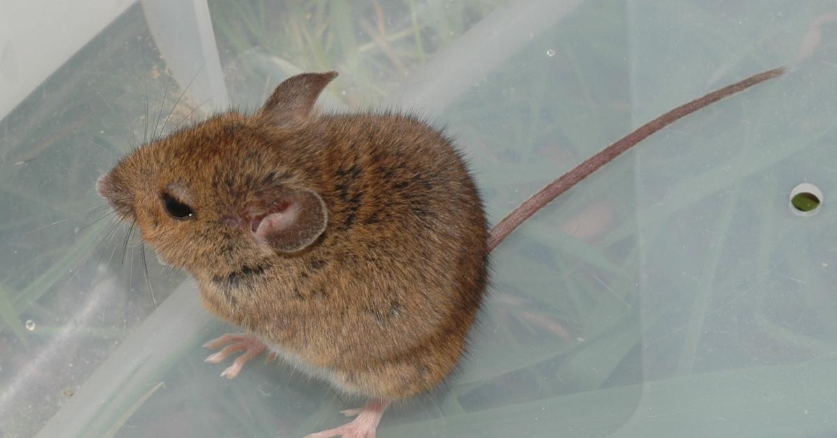 A look at the Rodents, also recognized as Hewan Pengerat in Indonesian culture.