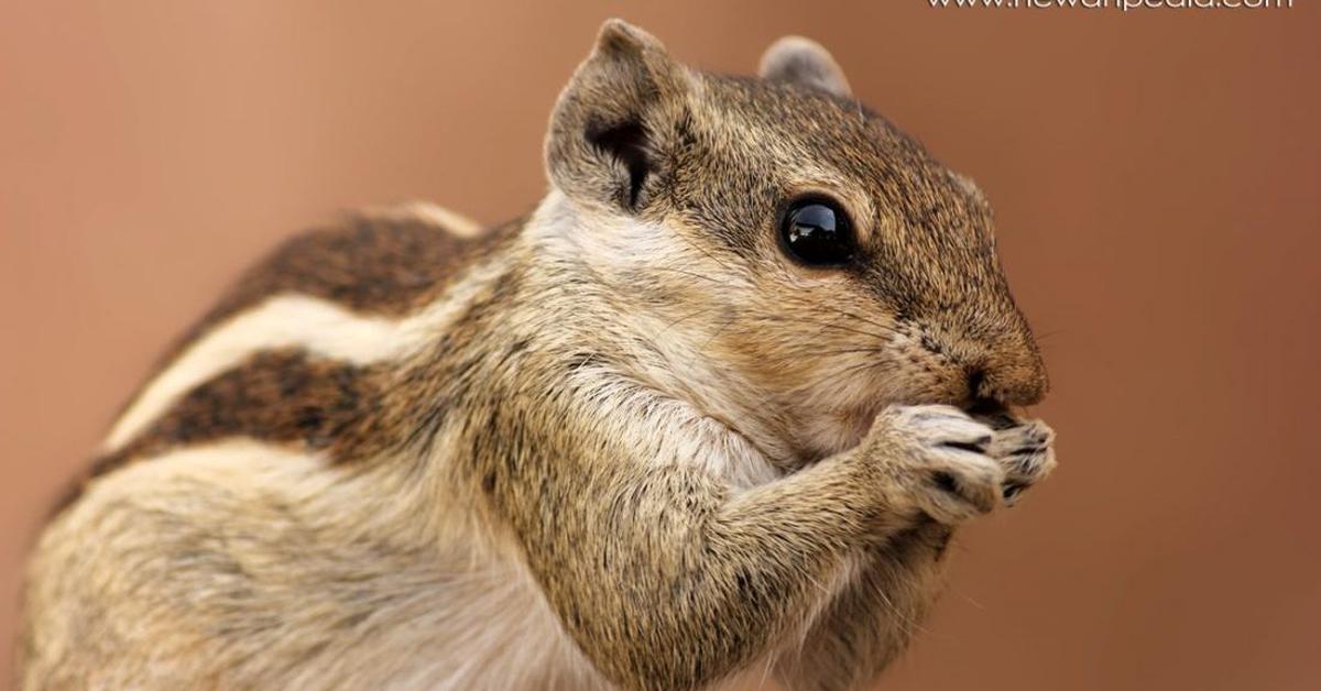 Captivating view of the Rodents, known in Bahasa Indonesia as Hewan Pengerat.