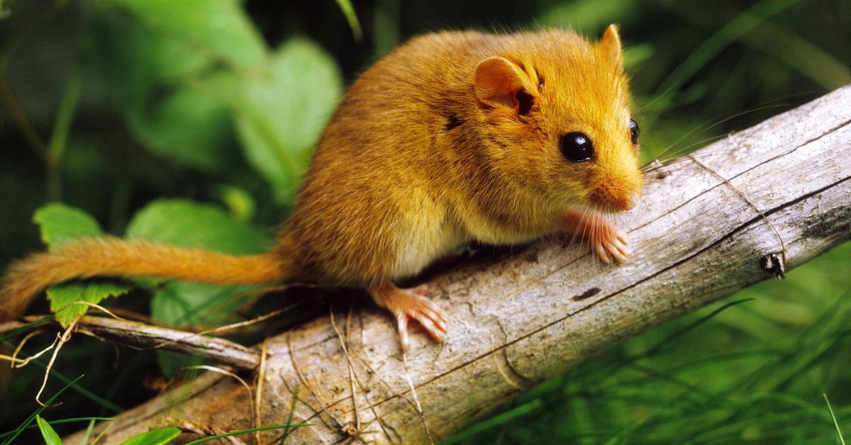 The elegant Rodents (Muridae), a marvel of nature.