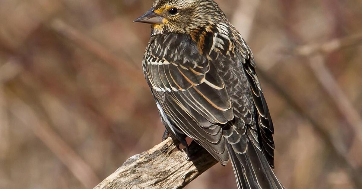 The Red-Winged Blackbird, a beautiful species also known as Burung Hitam Sayap Merah in Bahasa Indonesia.