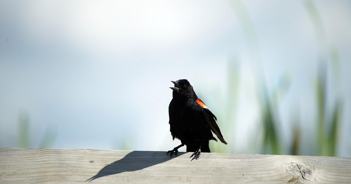 Visual representation of the Red-Winged Blackbird, recognized in Indonesia as Burung Hitam Sayap Merah.