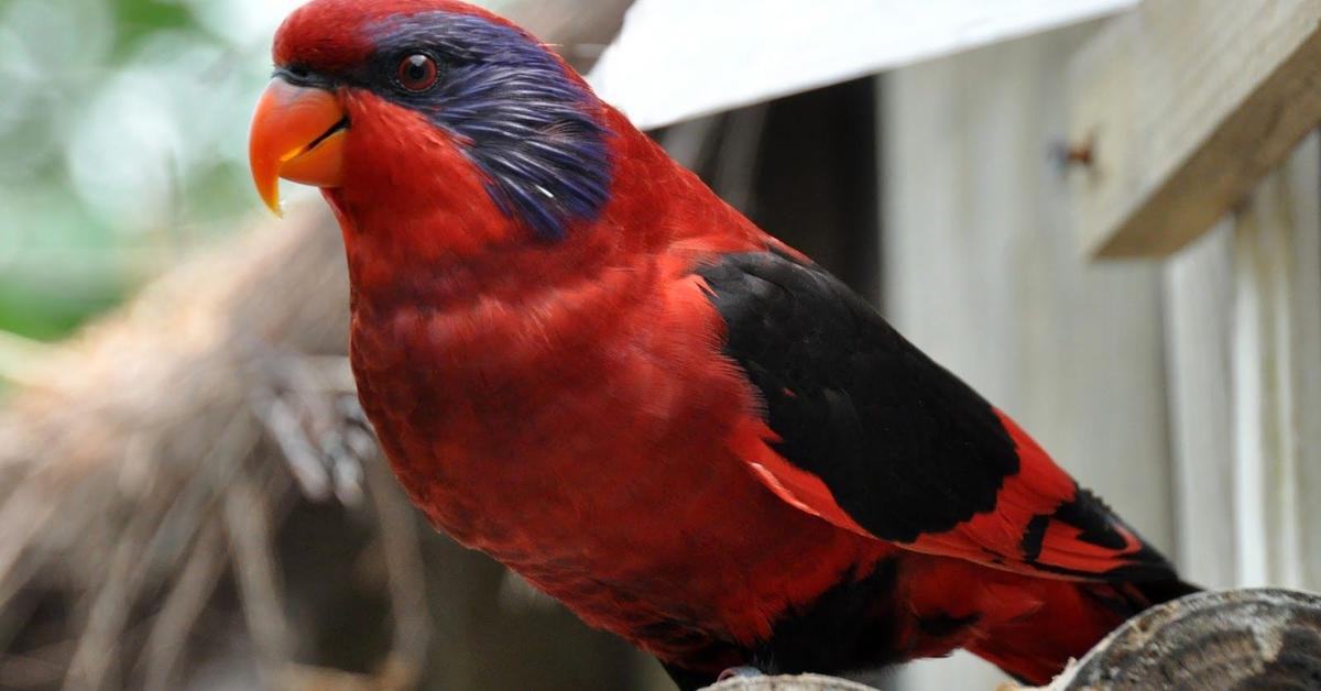 Unique portrayal of the Red-Winged Blackbird, also called Burung Hitam Sayap Merah in Bahasa Indonesia.