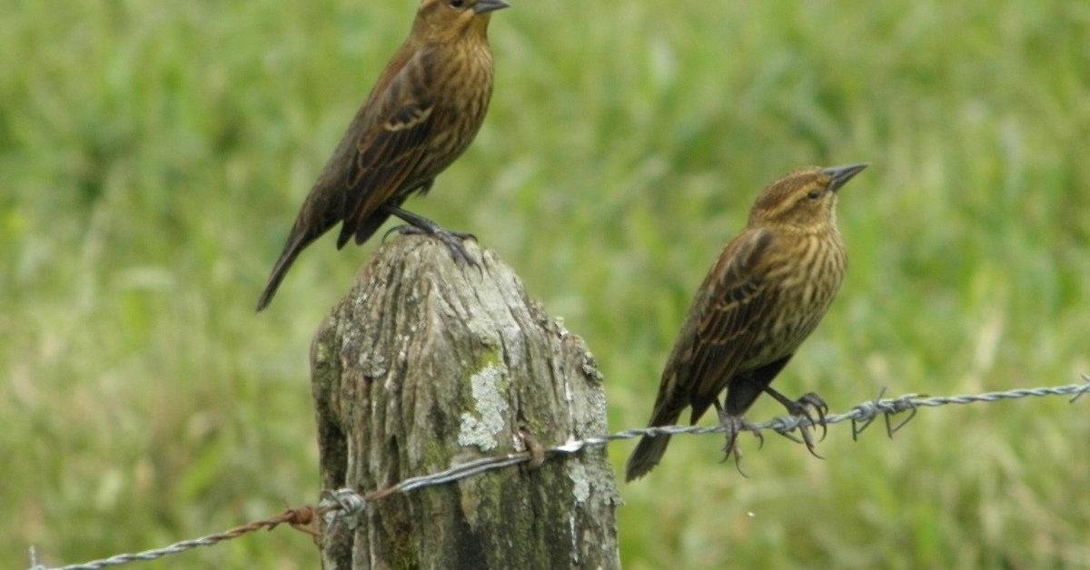 Photograph of the unique Red-Winged Blackbird, known scientifically as Agelaius phoeniceus.