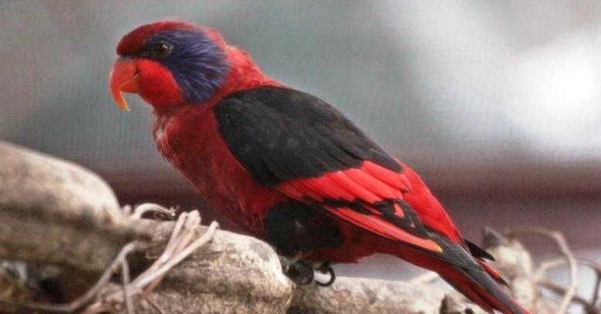 Stunning depiction of Red-Winged Blackbird, also referred to as Agelaius phoeniceus.