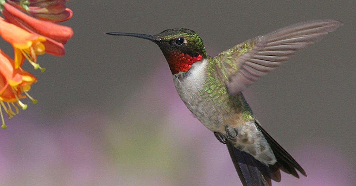 The Ruby-Throated Hummingbird in its natural beauty, locally called Burung Kolibri Dada Merah.