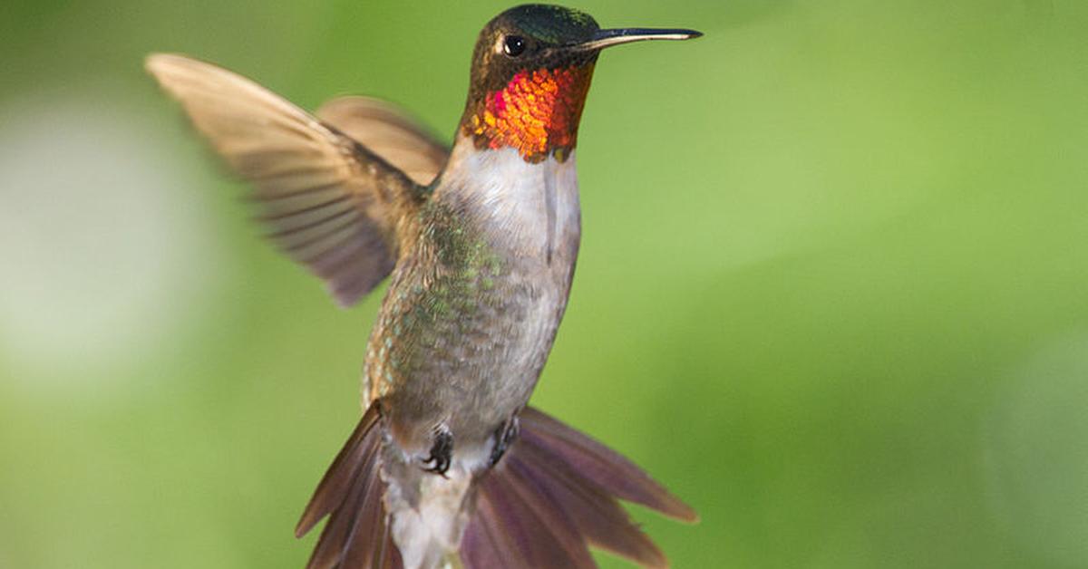 Close-up view of the Ruby-Throated Hummingbird, known as Burung Kolibri Dada Merah in Indonesian.